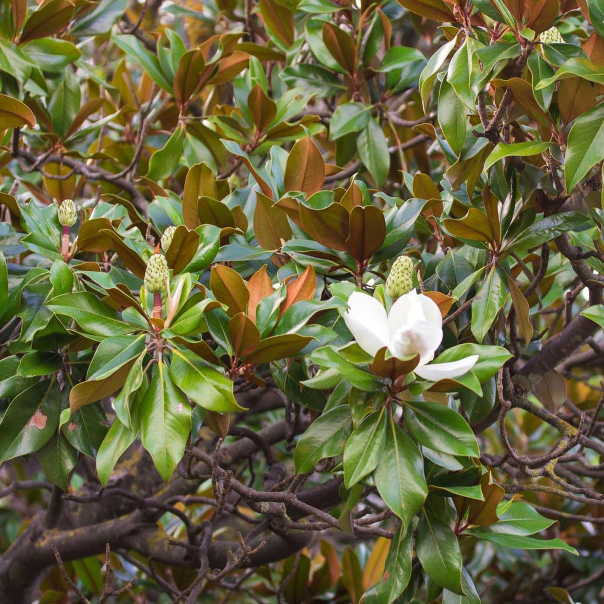Magnolia Grandiflora Gallisoniensis Vesnic Verde, cu Flori Albe