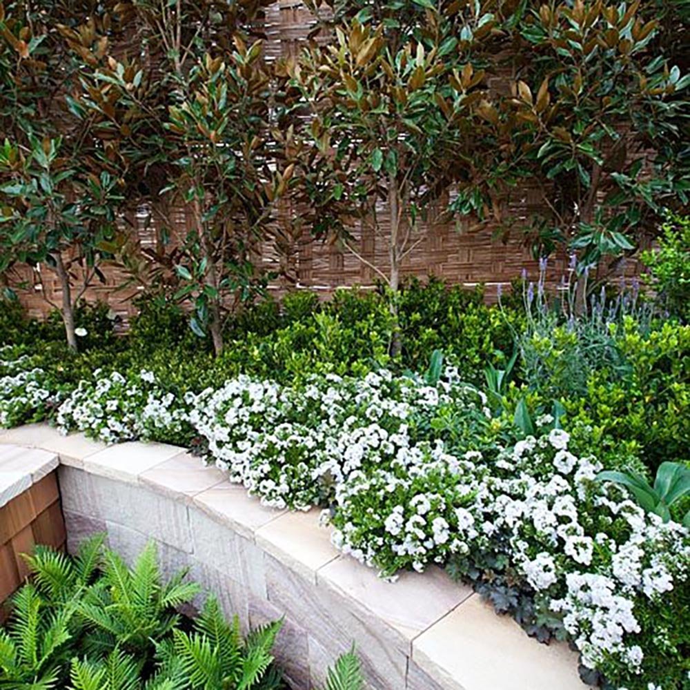 Magnolia Grandiflora Gallisoniensis Vesnic Verde, cu Flori Albe