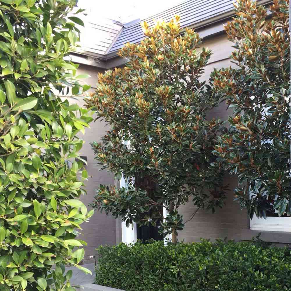 Magnolia Grandiflora Gallisoniensis Vesnic Verde, cu Flori Albe