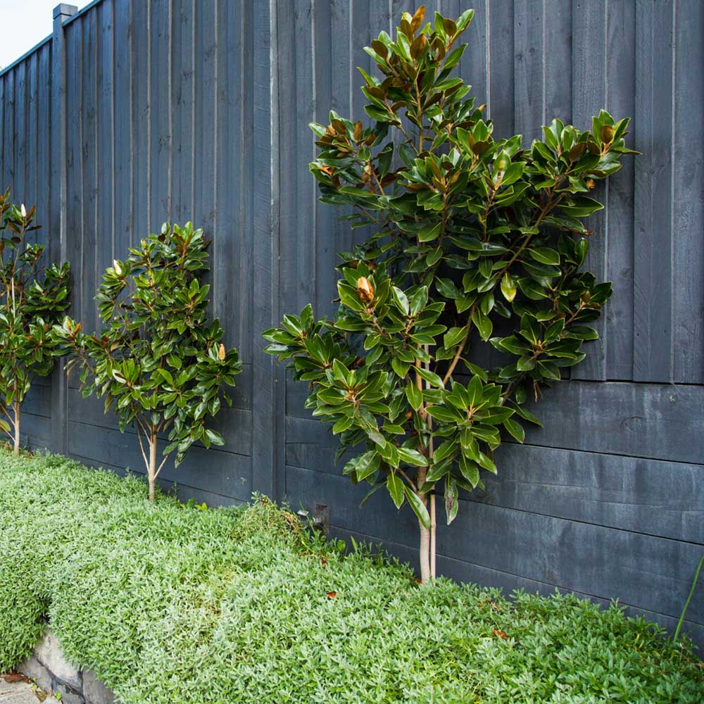 Magnolia Grandiflora Little Gem Evergreen, с бели цветя