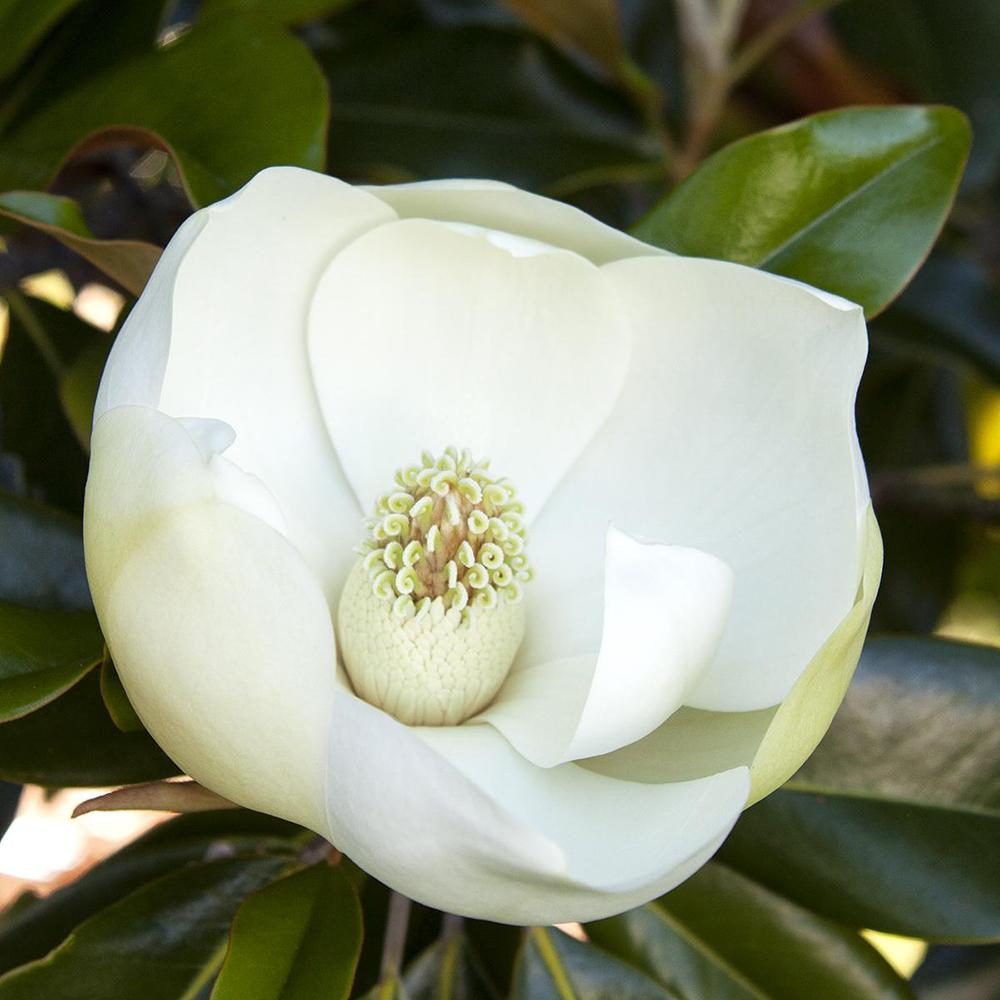 Magnolia Grandiflora Little Gem Evergreen, с бели цветя