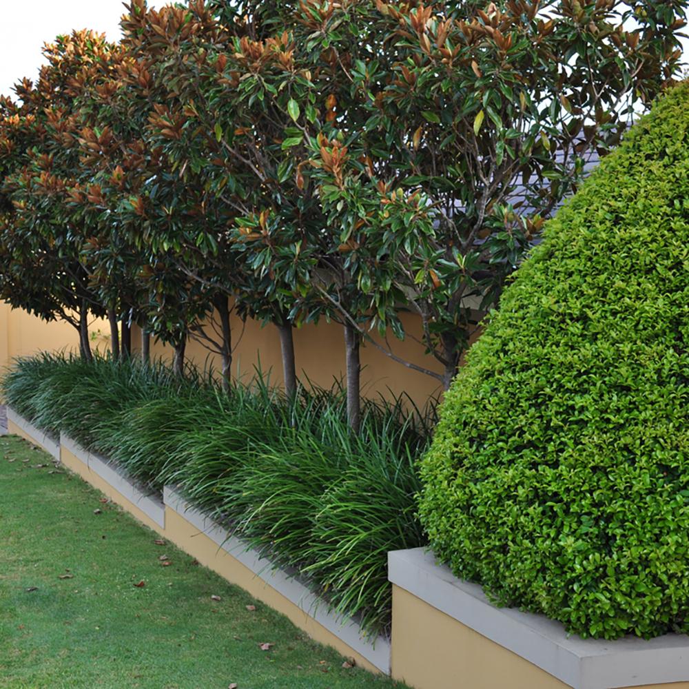 Magnolia Grandiflora Little Gem Evergreen, с бели цветя