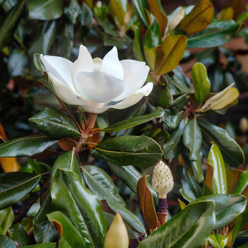 Magnolia Grandiflora Little Gem Evergreen, с бели цветя