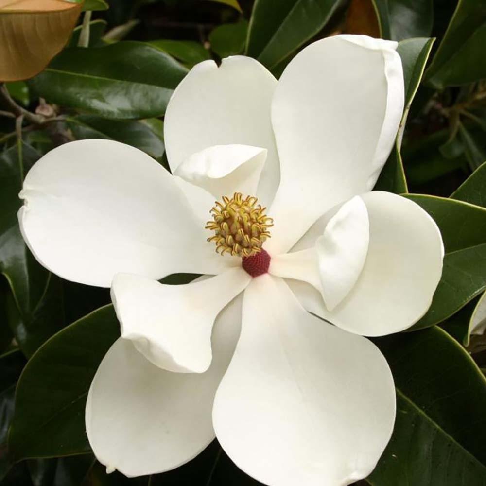 Magnolia Grandiflora Little Gem Evergreen, с бели цветя