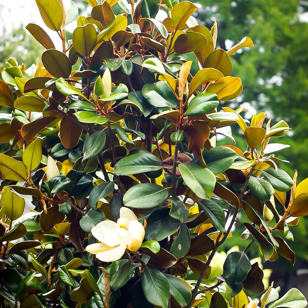 Magnolia Grandiflora Little Gem Evergreen, с бели цветя