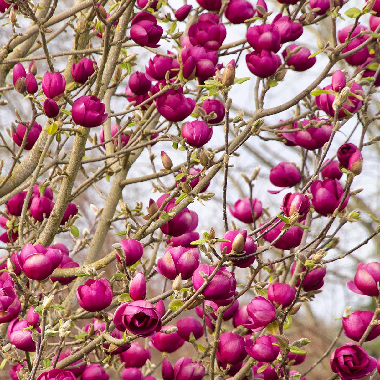 Magnolia purpuriu-inchis Black Tulip