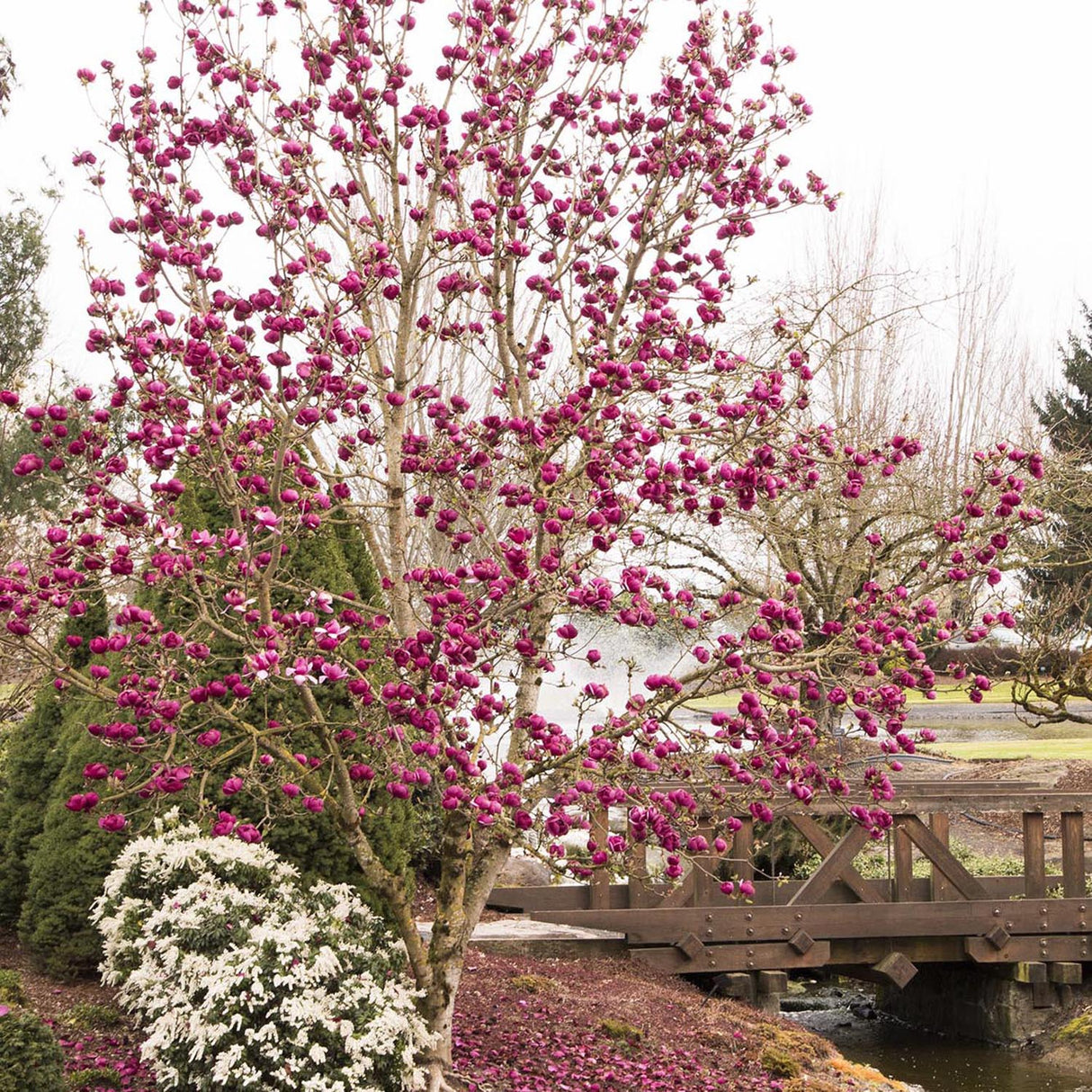 Magnolia purpuriu-inchis Black Tulip