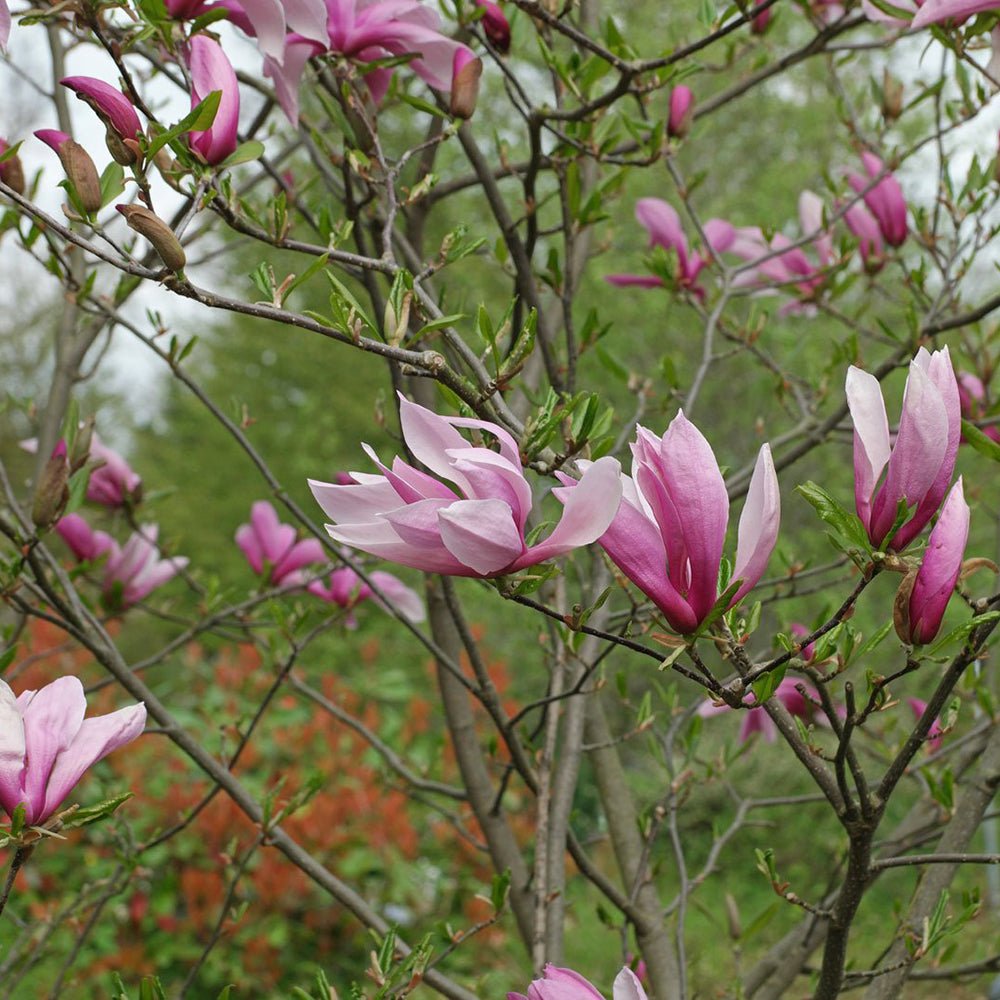 Magnolia roz-alba Ricki
