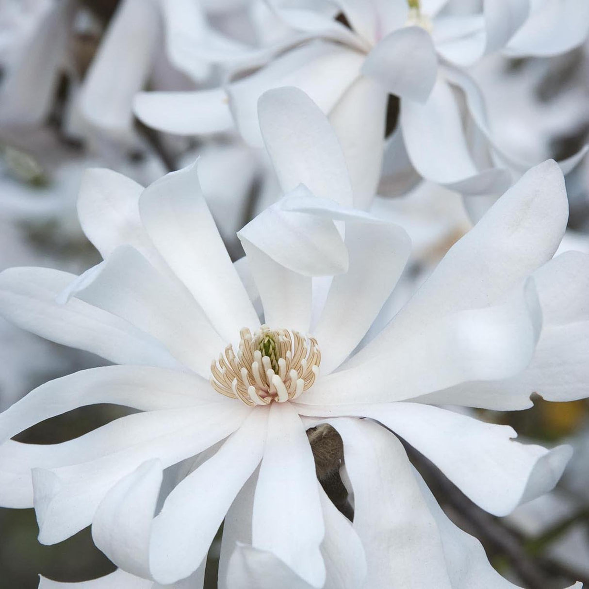 Magnolia Royal Star, flori albe duble si parfumate