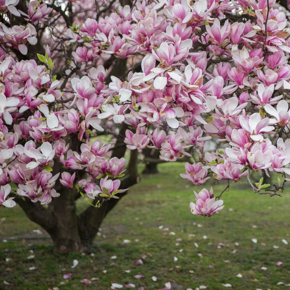 Magnolia roz-alb Soulangeana - Tip copac