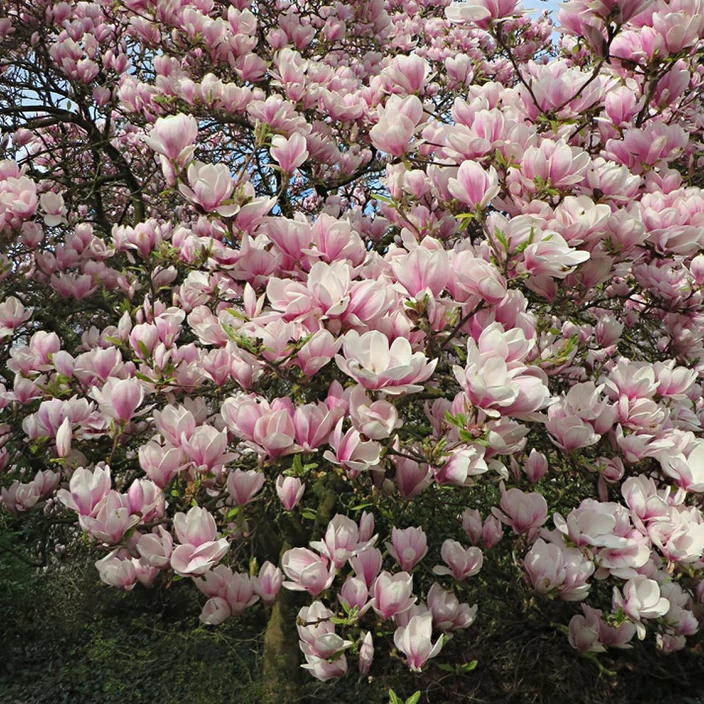 Magnolia roz-alba Soulangeana