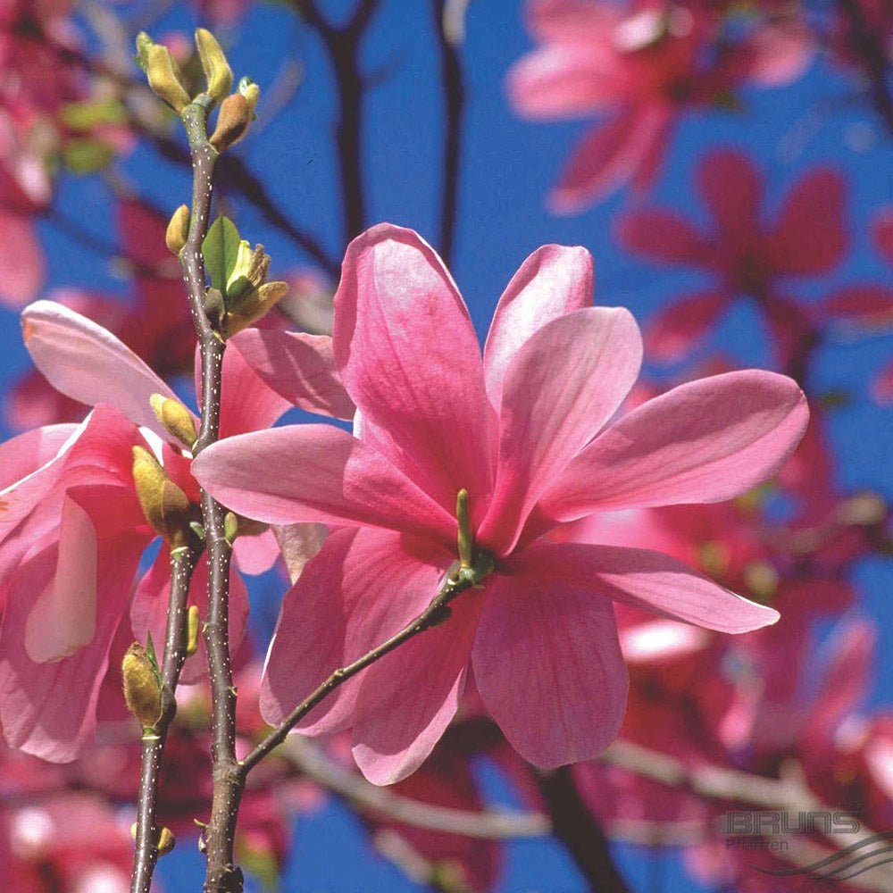 Magnolia roz-purpuriu Galaxy