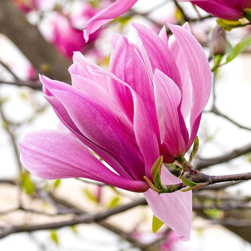 Magnolia roz-purpuriu Galaxy