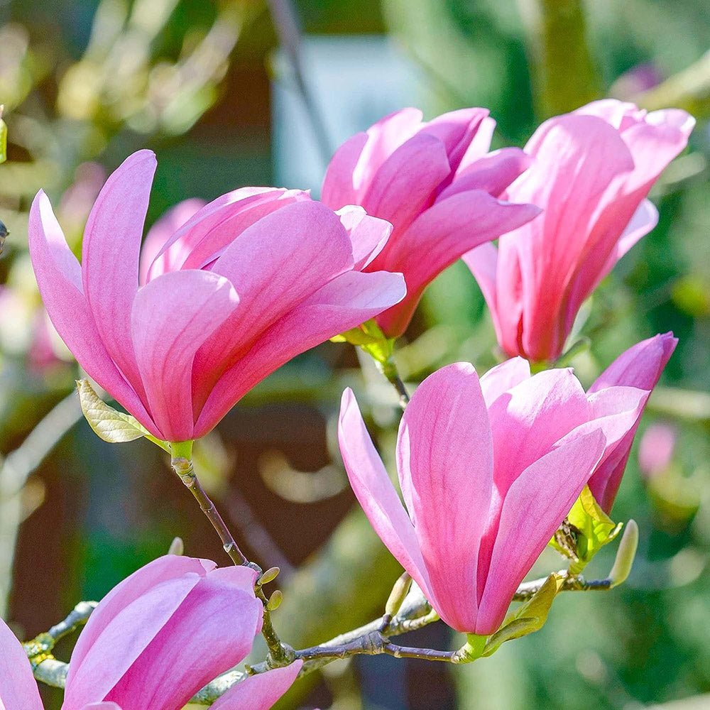 Magnolia roz-purpuriu Galaxy