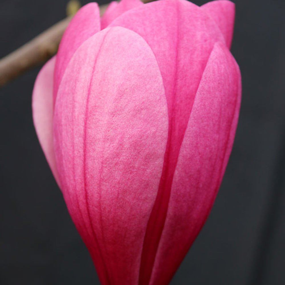 Magnolia roz-purpuriu Galaxy