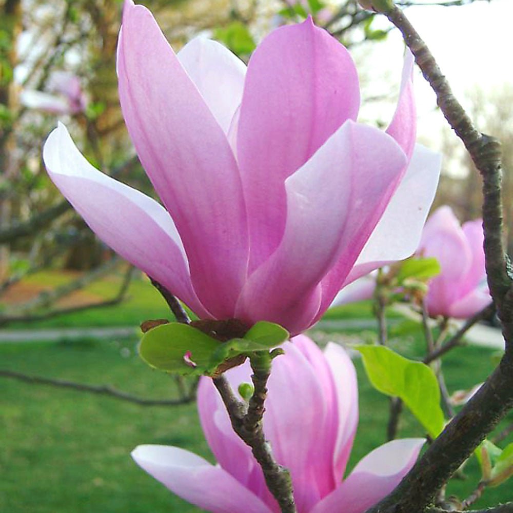 Magnolia roz-purpuriu Galaxy - Tip Copac