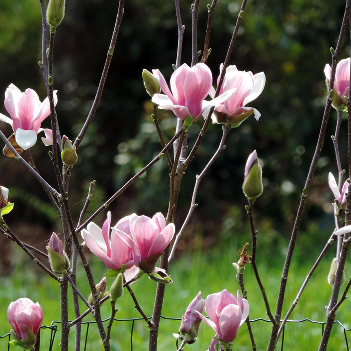 Magnolia soulangeana roz-alba Satisfaction