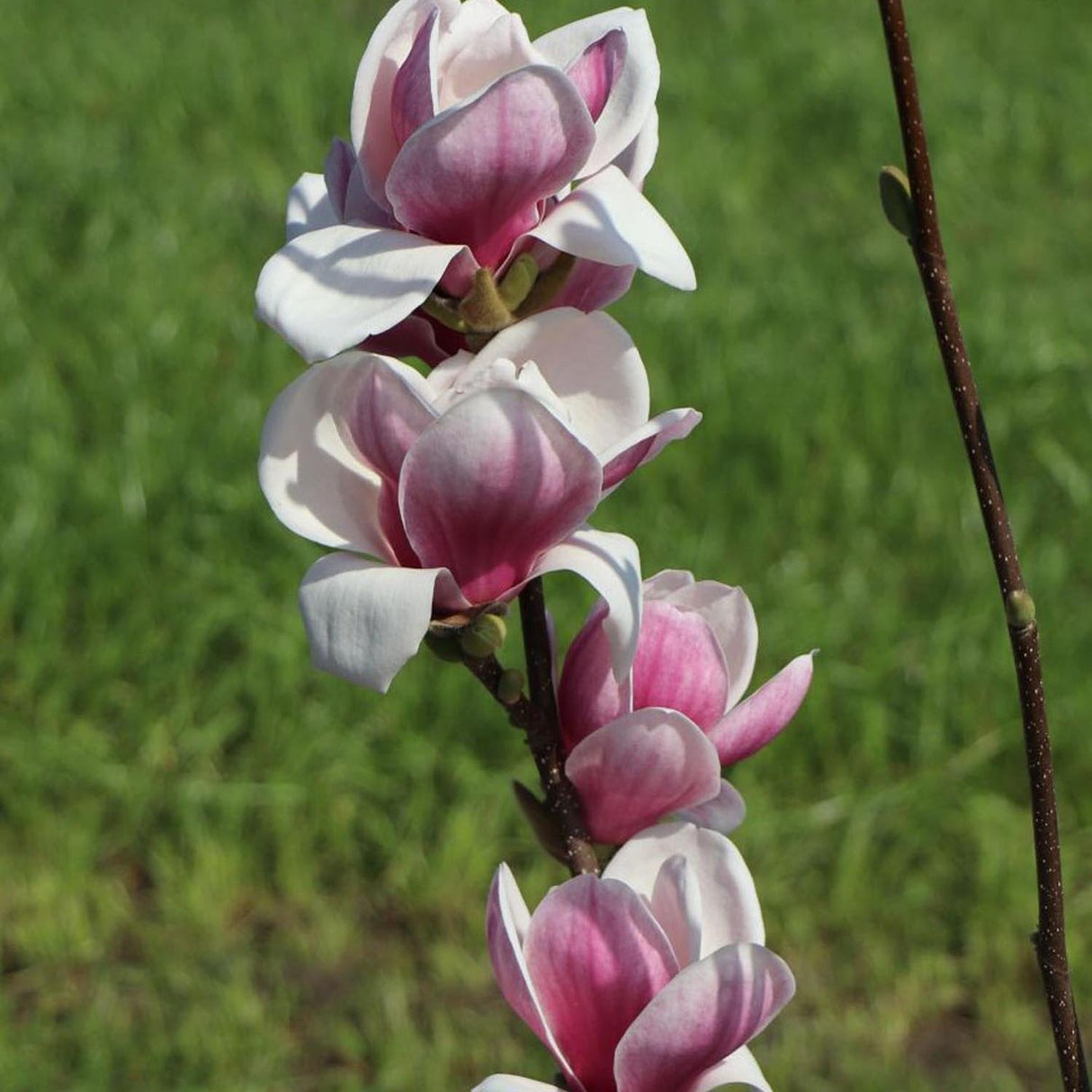 Magnolia soulangeana roz-alba Satisfaction