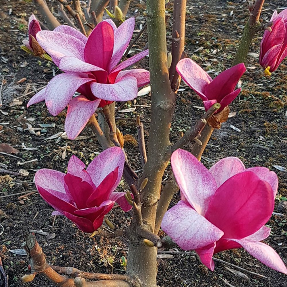 Magnolia purpuriu-alb Starburst