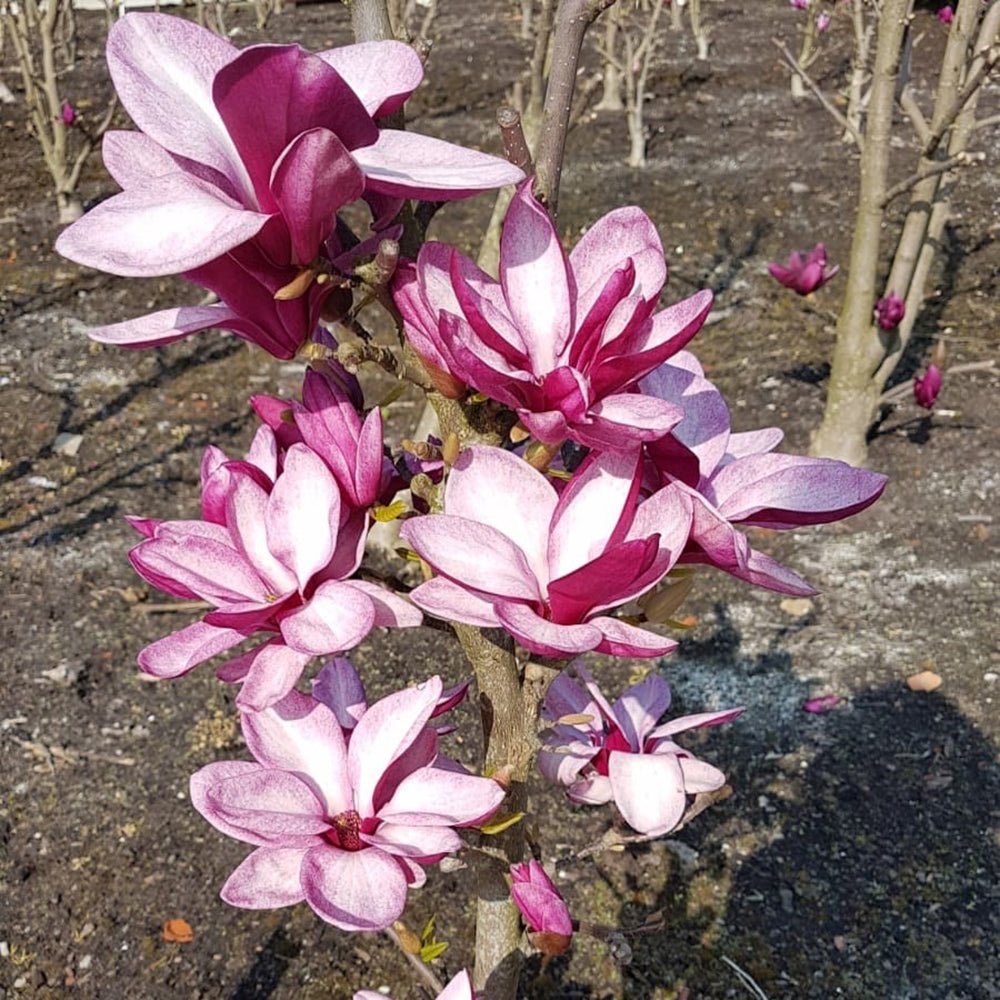 Magnolia purpuriu-alb Starburst
