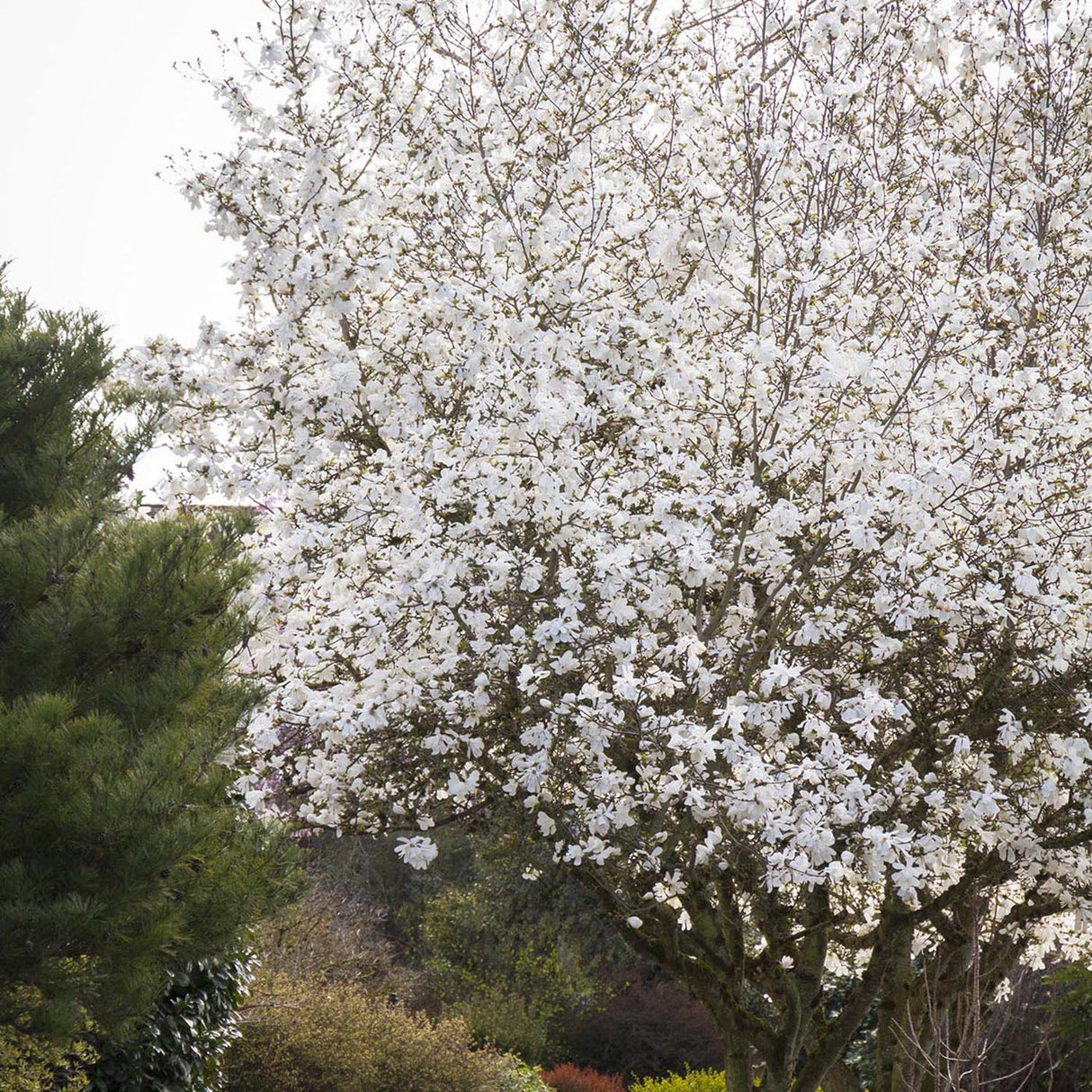 Magnolia alba Stellata