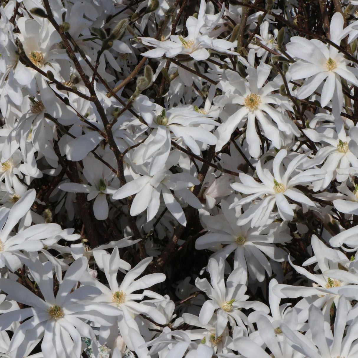 Magnolia alba Stellata