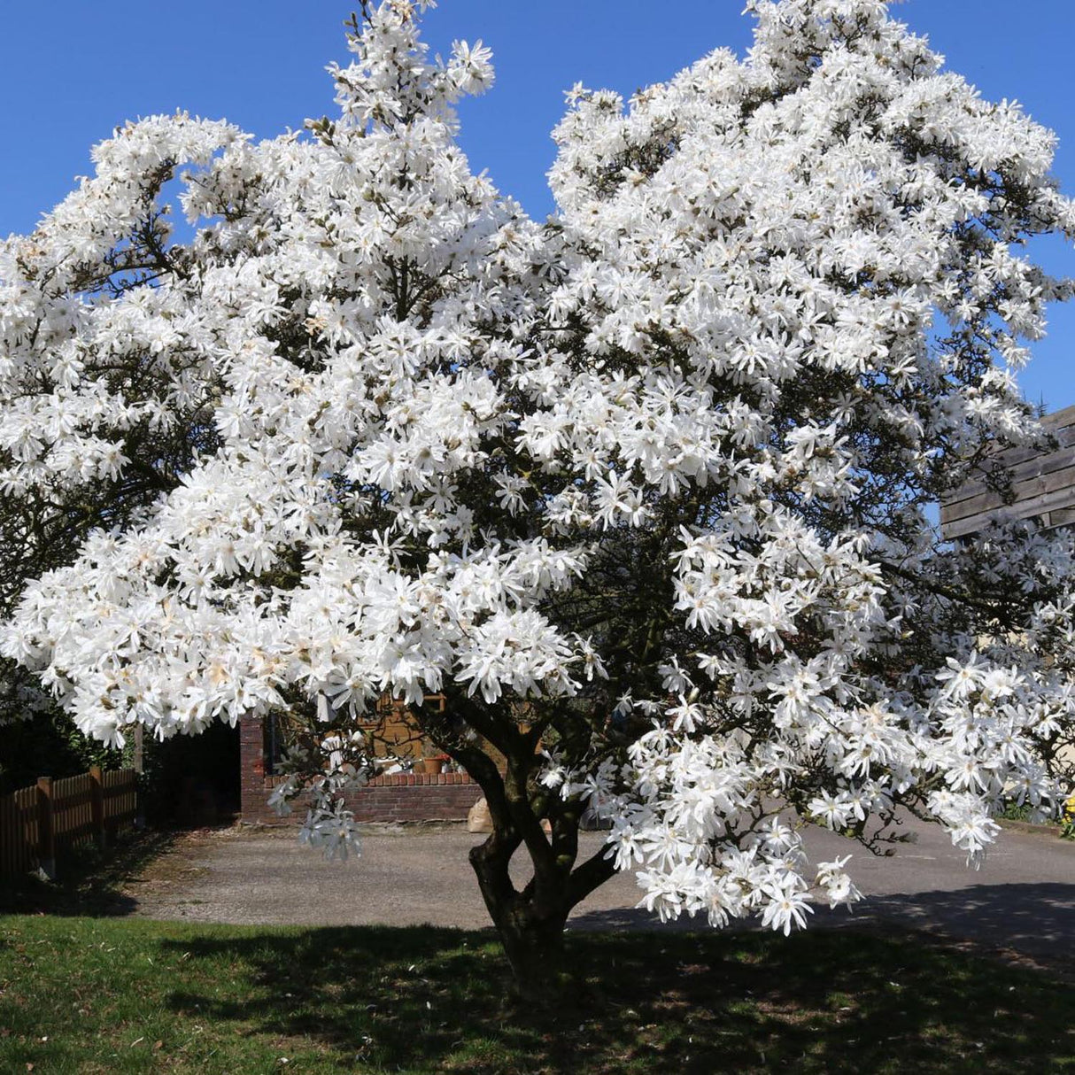 Magnolia alba Stellata