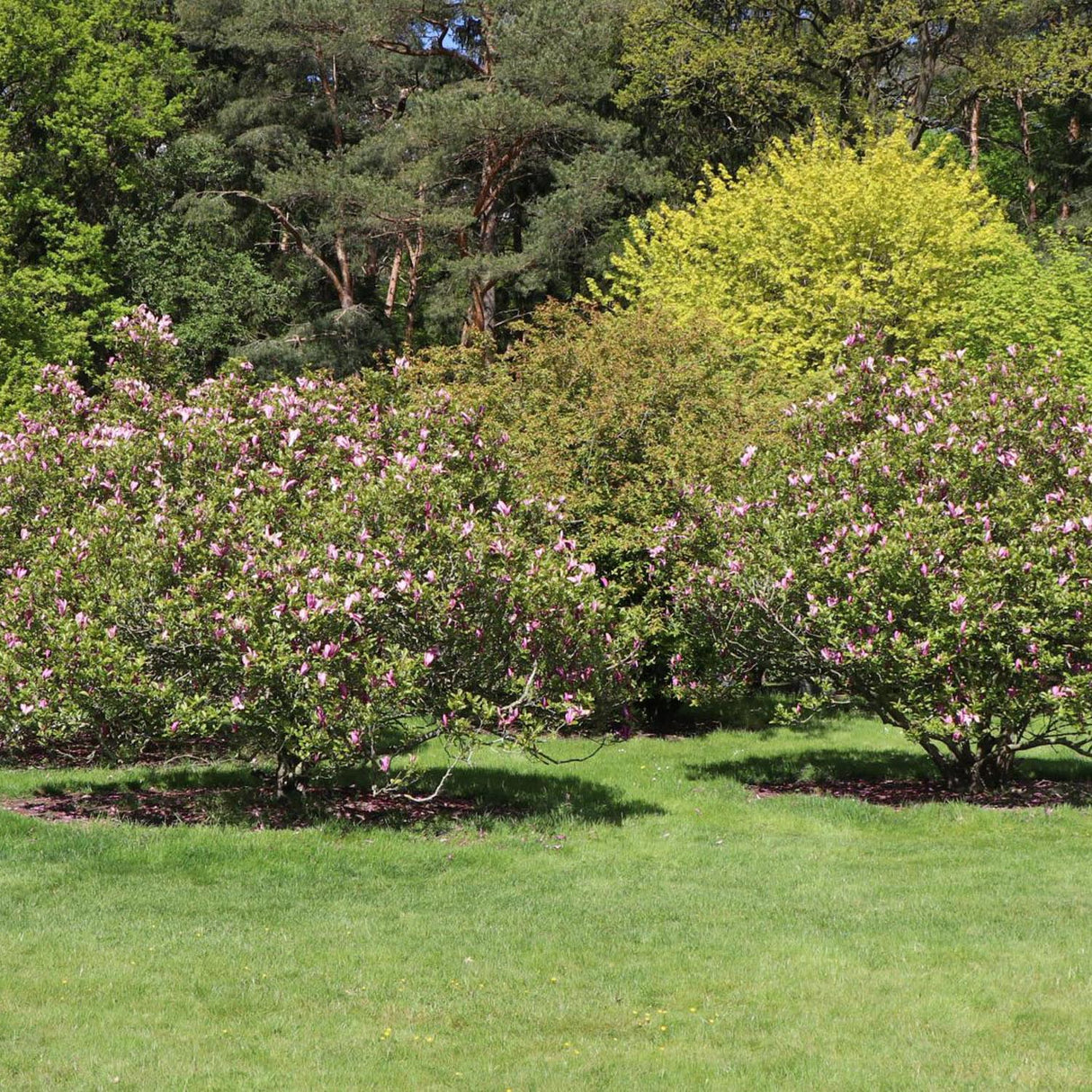Magnolia magenta Susan
