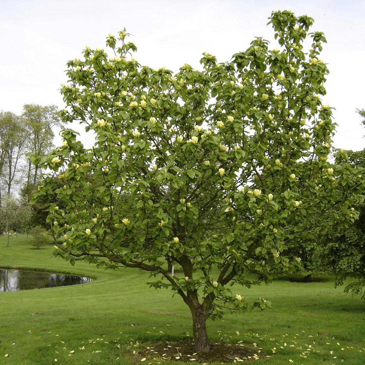 Magnolia galbena Yellow Bird