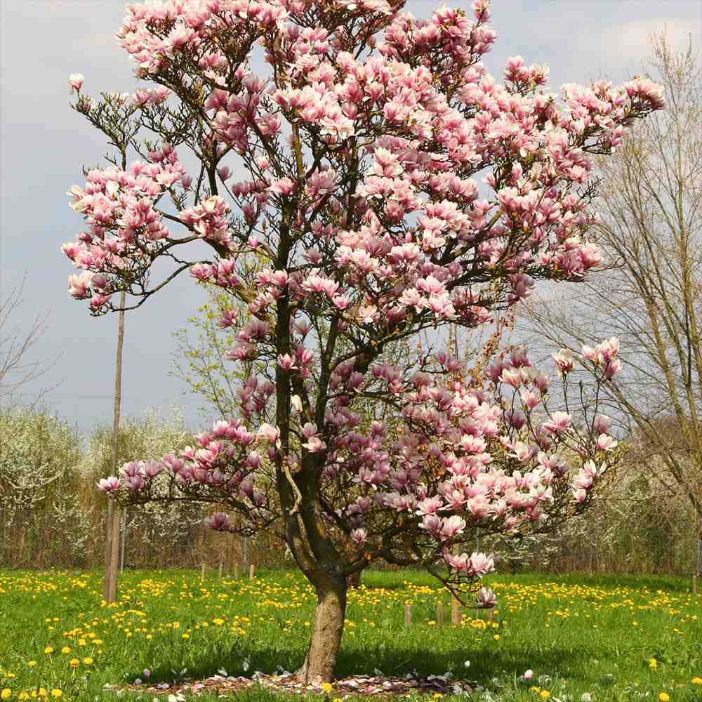 Магнолия soulangeana Heaven Scent, с ароматни розово-бели цветове, елегантен декоративен храст