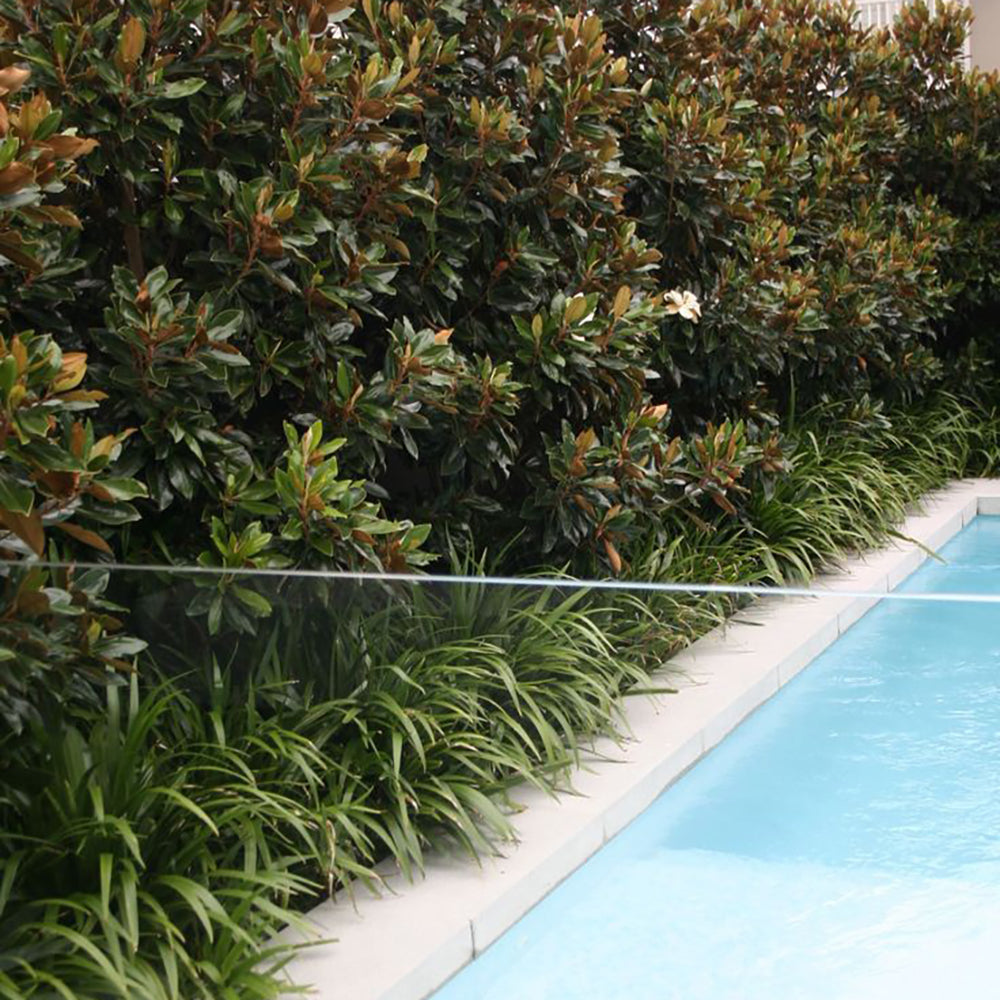 Magnolia Grandiflora Little Gem Evergreen, с бели цветя