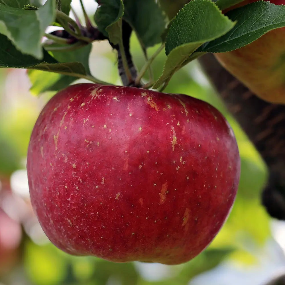 Mar (Malus) Annurca, cu fructe rosii dulci-acide, an 3 pe rod