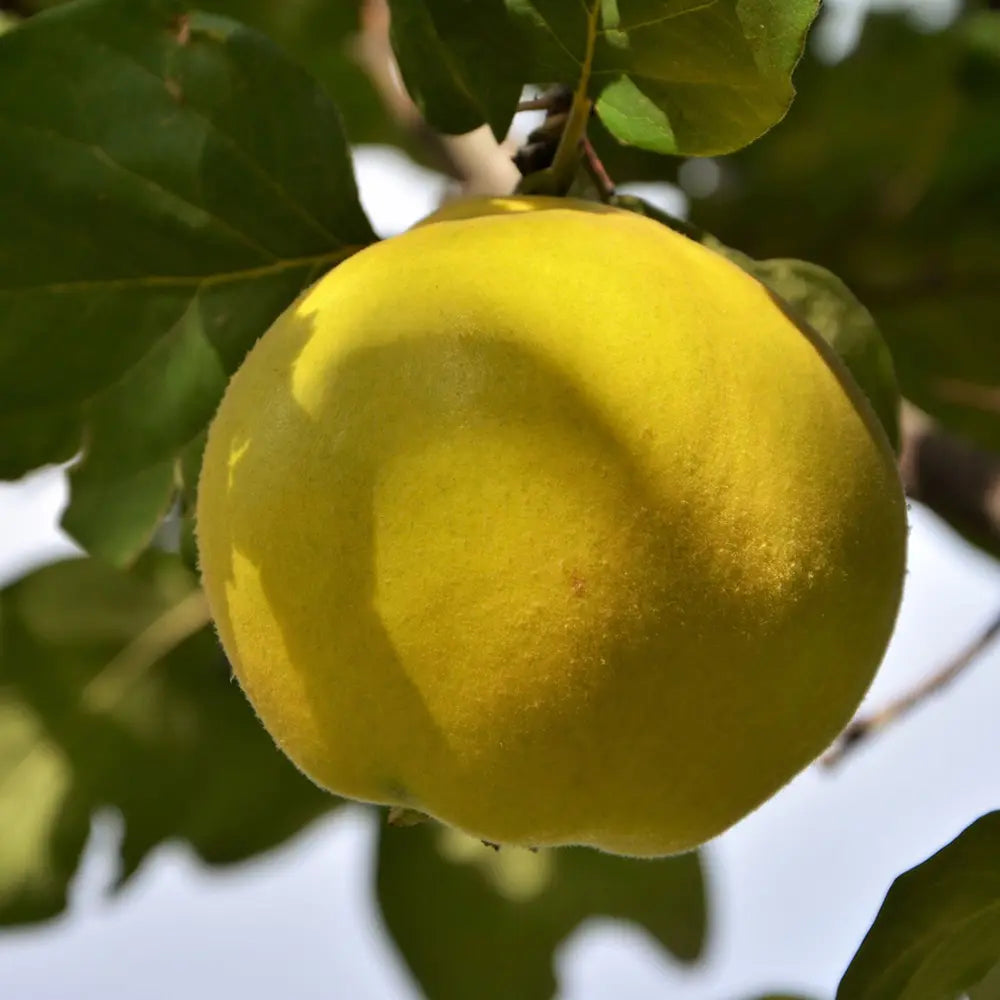 Ябълка (Malus) Cotogno, със сладко-кисели жълти плодове, в трета година от род