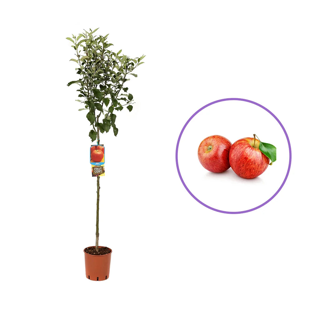 Mar (Malus) Imperatore, cu fructe rosii dulci-crocant, an 3 pe rod