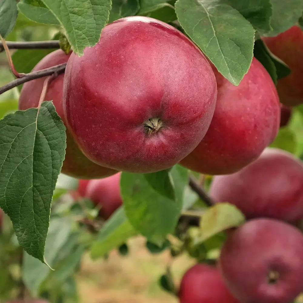 Mar (Malus) Starking, cu fructe rosii dulci-acrisor, an 3 pe rod