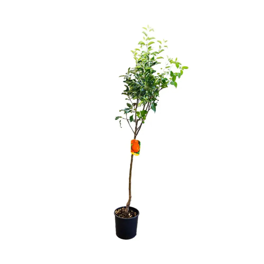Mar (Malus) Abondanzza, cu fructe rosii dulci-zemoase, an 3 pe rod