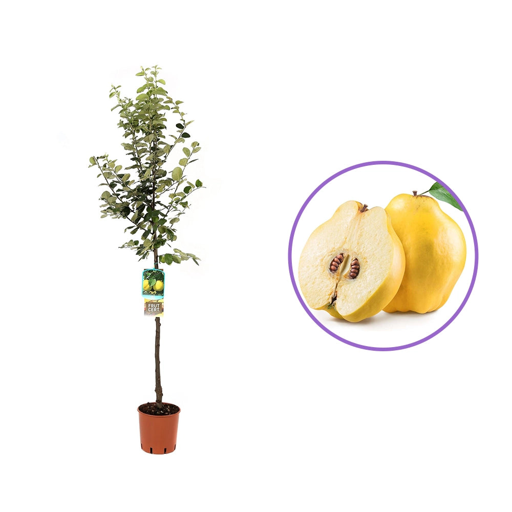 Ябълка (Malus) Cotogno, със сладко-кисели жълти плодове, в трета година от род