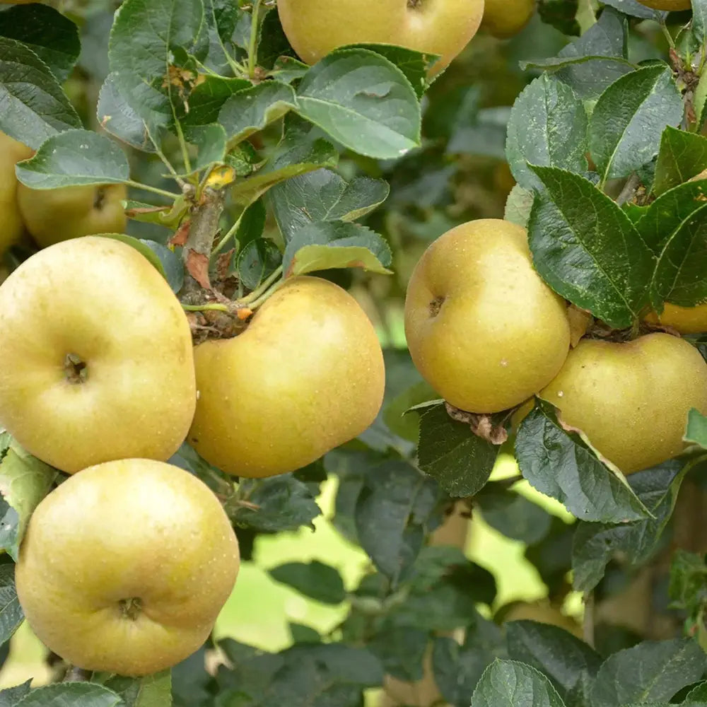 Ябълка (Malus) Renetta Del Canada – сорт с жълто-зелени плодове, 3-годишно дърво на плодоносене