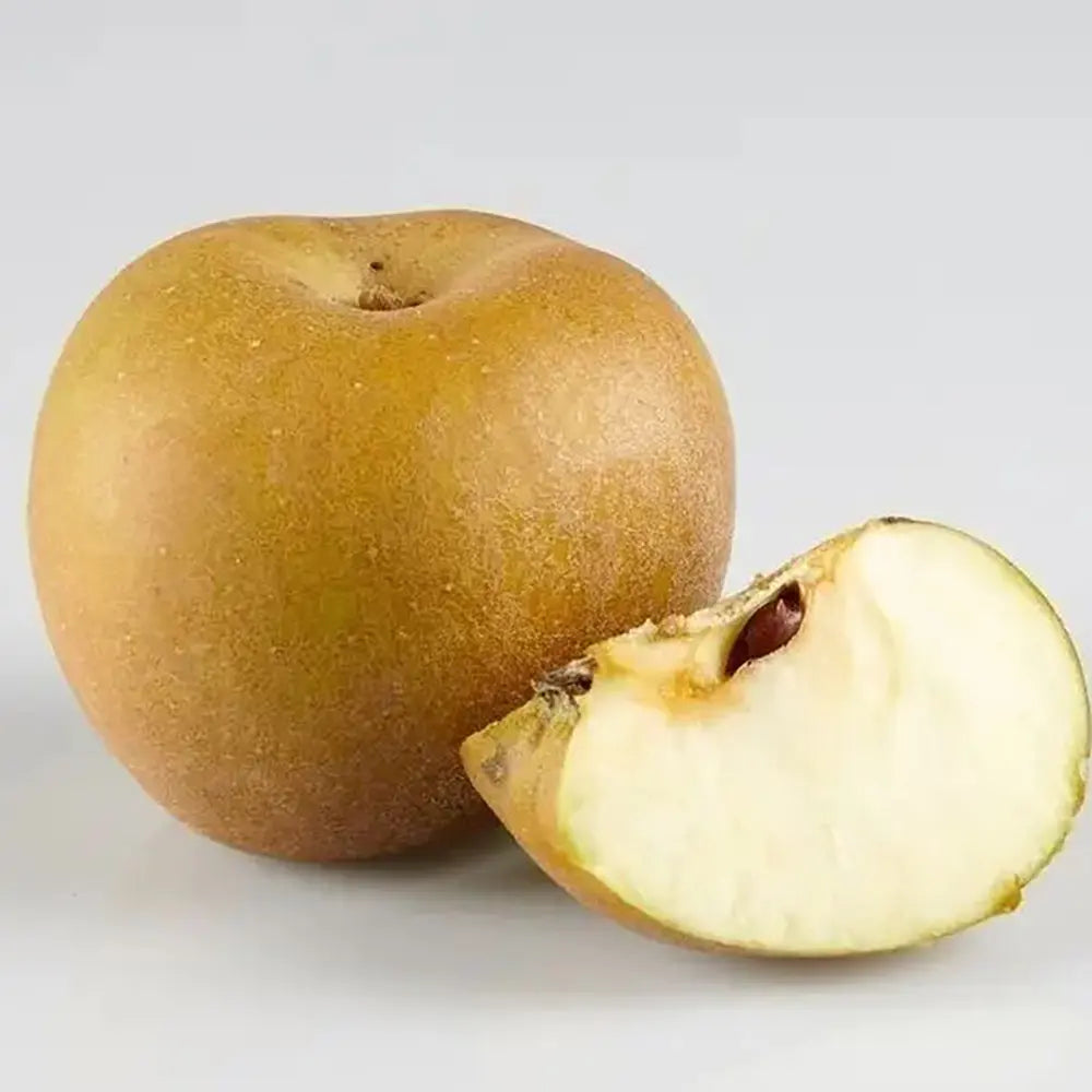 Ябълка (Malus) Renetta Del Canada, със сладко-кисели зелено-жълти плодове, в трета година от род