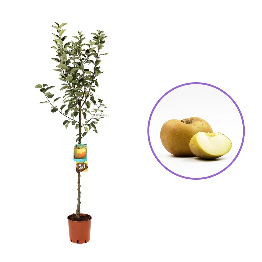 Ябълка (Malus) Renetta Del Canada, със сладко-кисели зелено-жълти плодове, в трета година от род