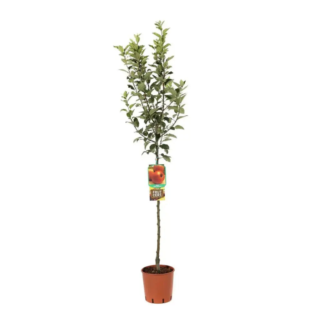 Mar (Malus) Rosa Stark Delicious, cu fructe rosii dulci-zemoase, an 3 pe rod