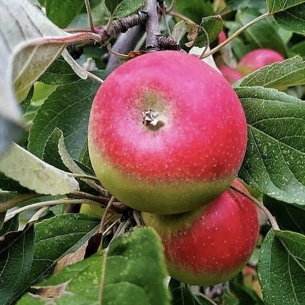 Mar (Malus) Rosa Marchigiana, cu fructe rosii dulci-acrisor, an 3 pe rod
