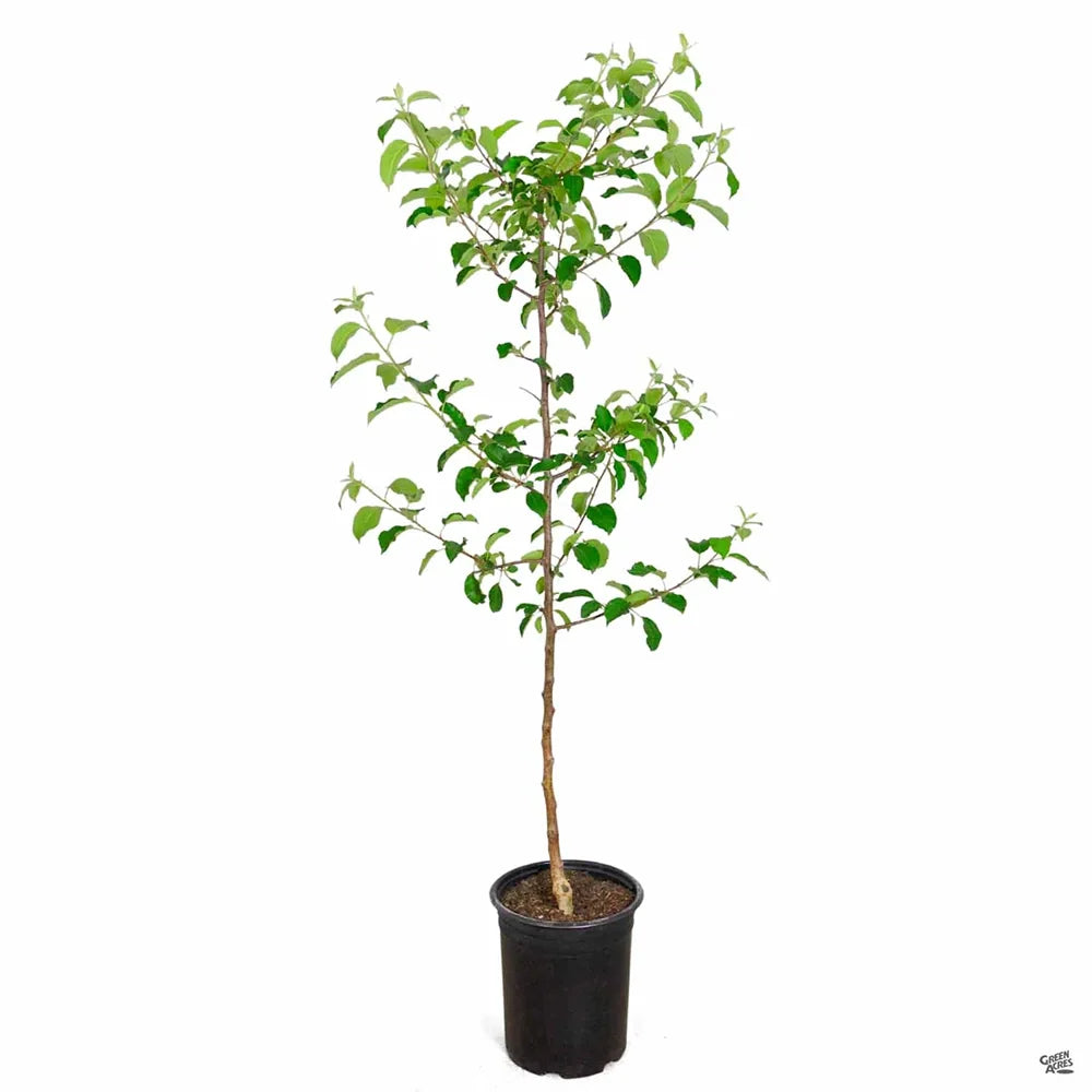 Mar (Malus) Fuji, cu fructe rosii dulci crocante, an 3 pe rod