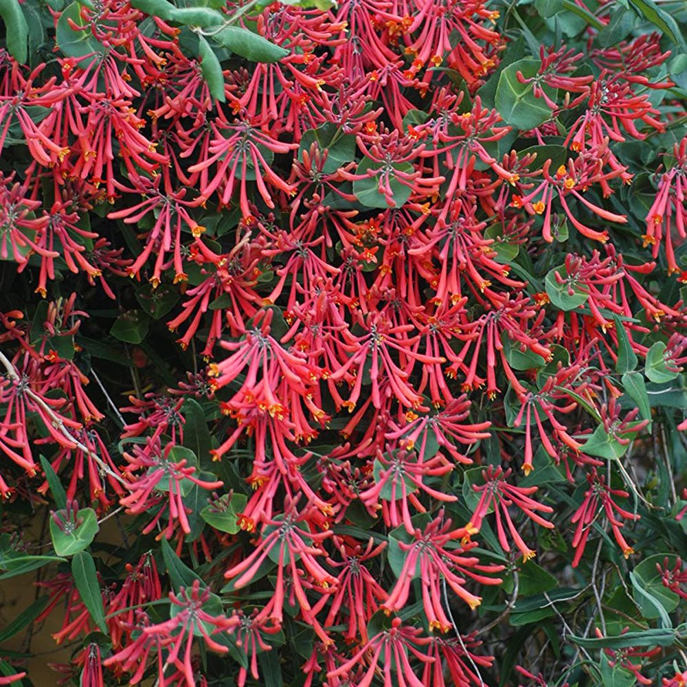 Mana Maicii Domnului/Caprifoi (Lonicera) Dropmore Scarlet, cu flori rosii, cataratoare