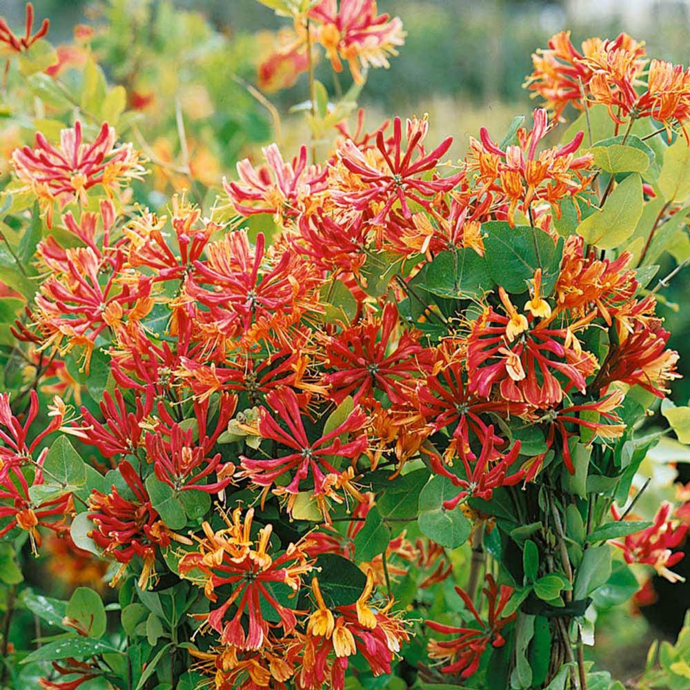 Mana Maicii Domnului/Caprifoi (Lonicera) Goldflame, cu flori roz-violet, cataratoare