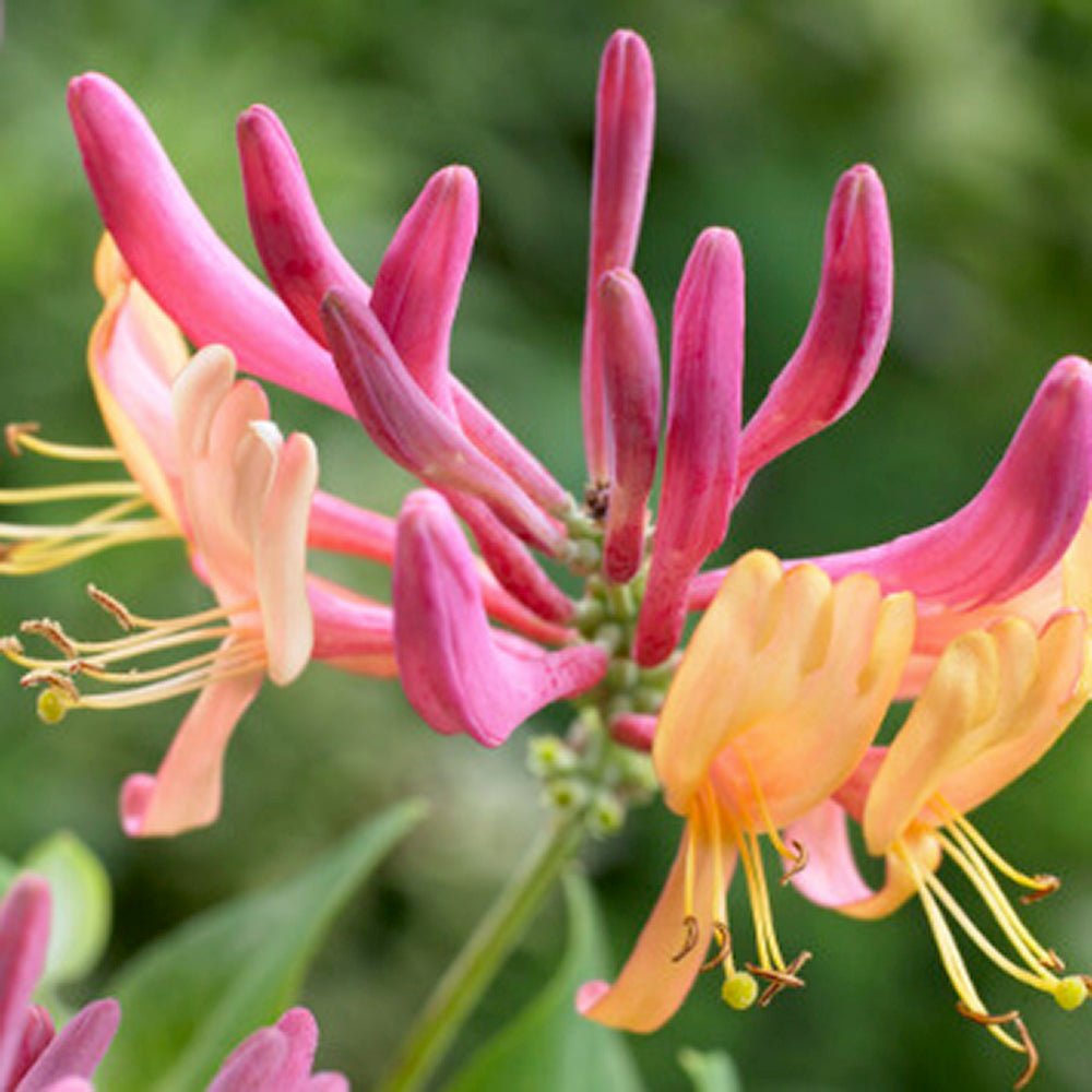 Mana Maicii Domnului/Caprifoi (Lonicera) Goldflame, cu flori roz-violet, cataratoare