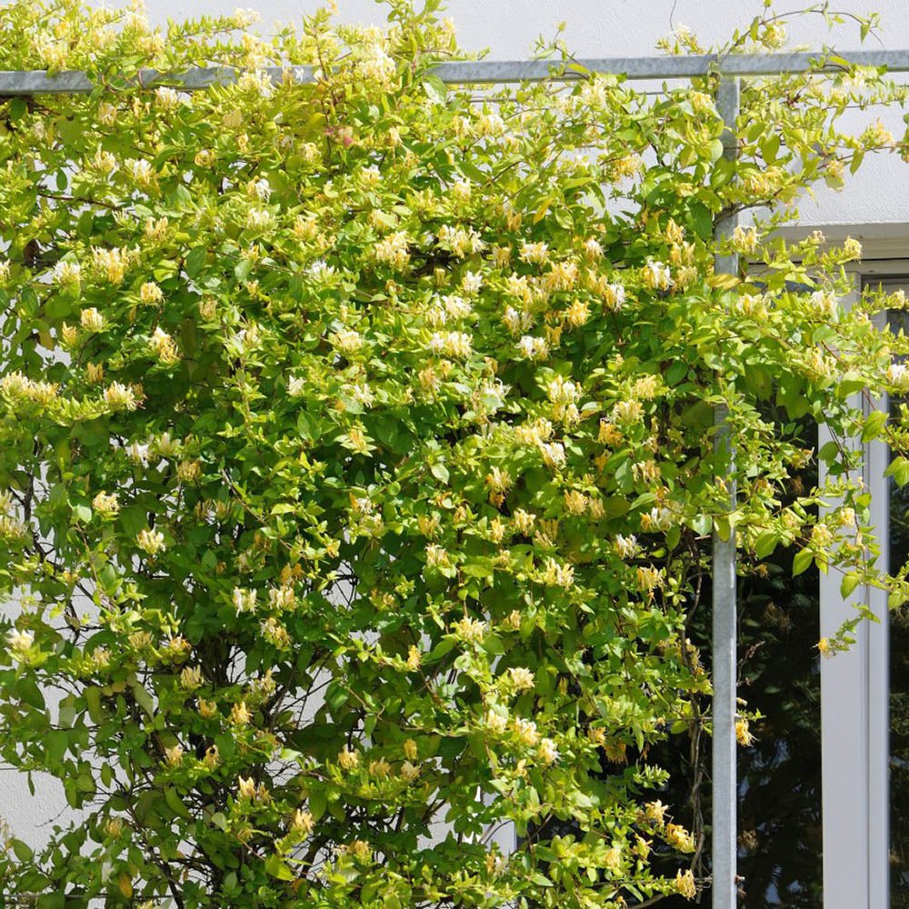 Mana Maicii Domnului/Caprifoi (Lonicera) Halliana, cu flori alb-galben, cataratoare