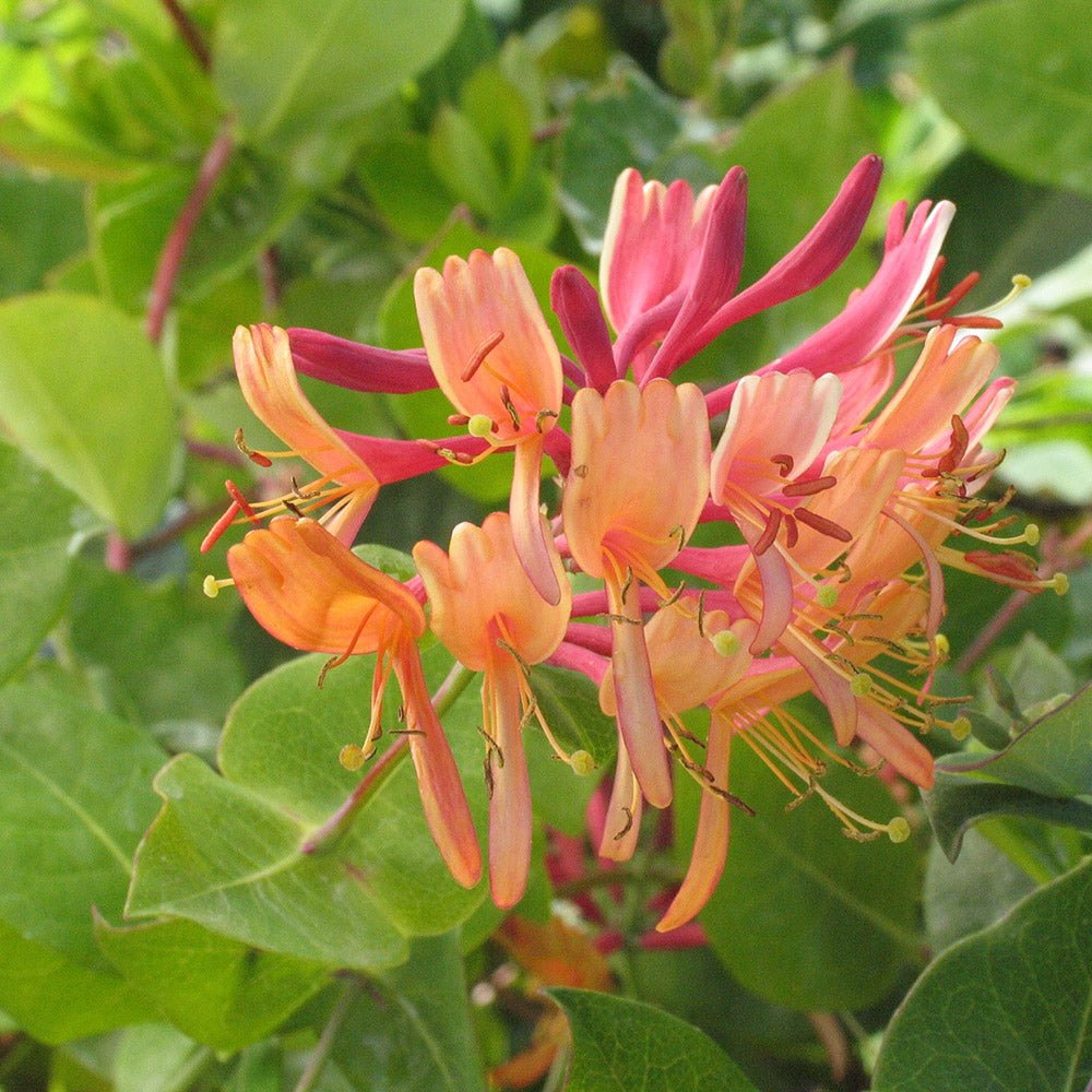 Mother's Hand/Honeysuckle (Lonicera) Мандарина, с оранжеви, катерливи цветя
