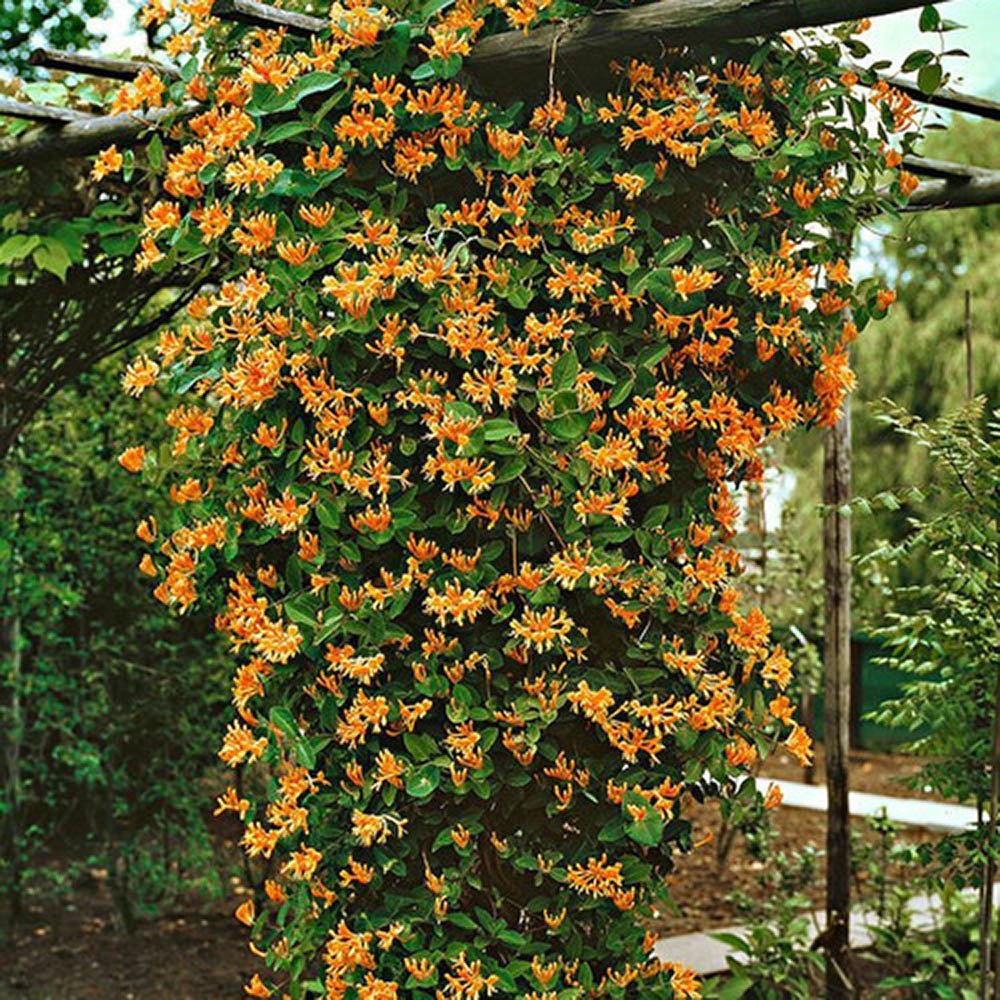 Орлови нокти (Lonicera) Mandarin, с оранжеви цветове, катерлива, ароматна, бързорастяща, декоративна и студоустойчива