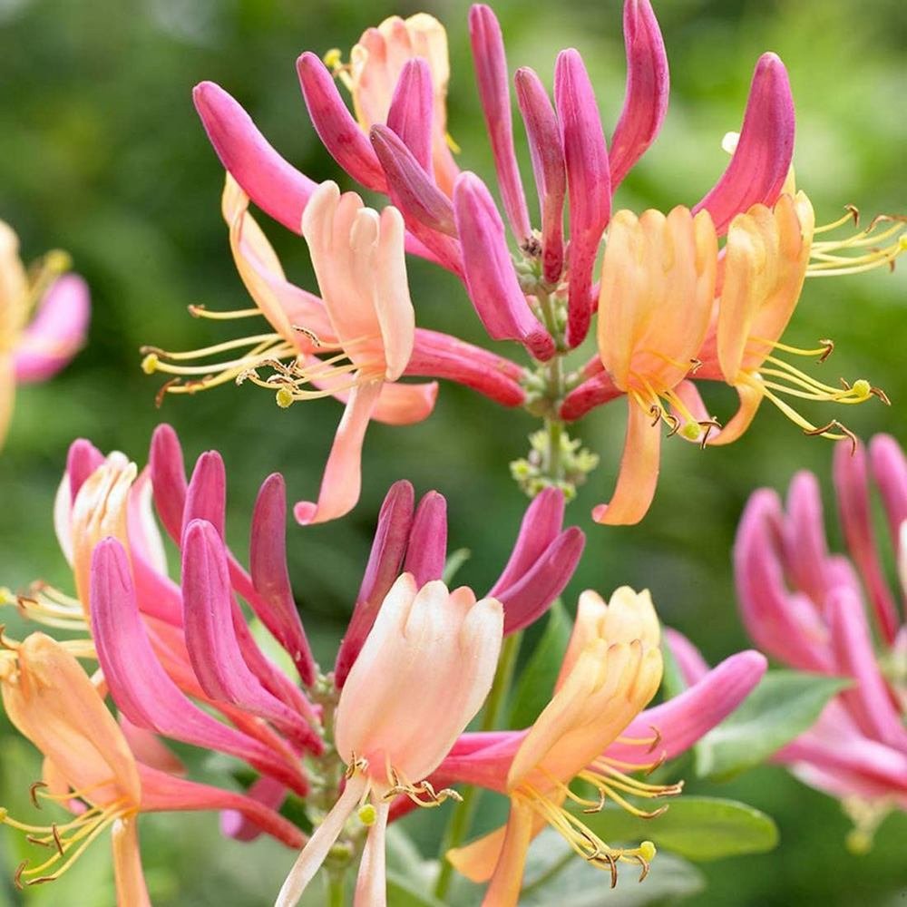 Mana Maicii Domnului/Caprifoi (Lonicera) American Beauty, cataratoare